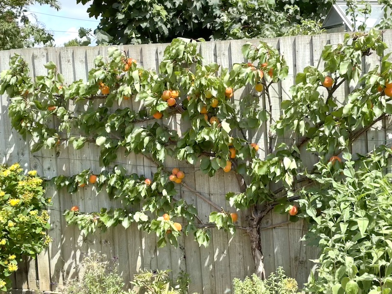 Apricot Tree